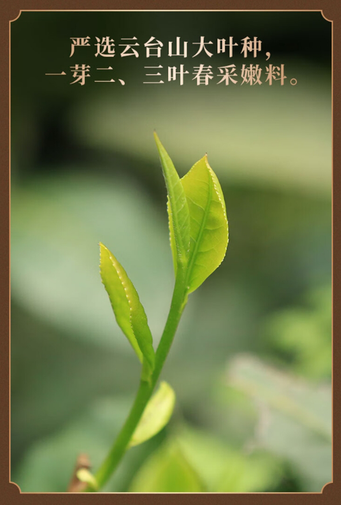 Baishaxi Tea Maker 450 450g/box health tea