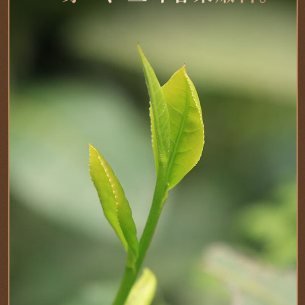 Baishaxi Tea Maker 450 450g/box health tea